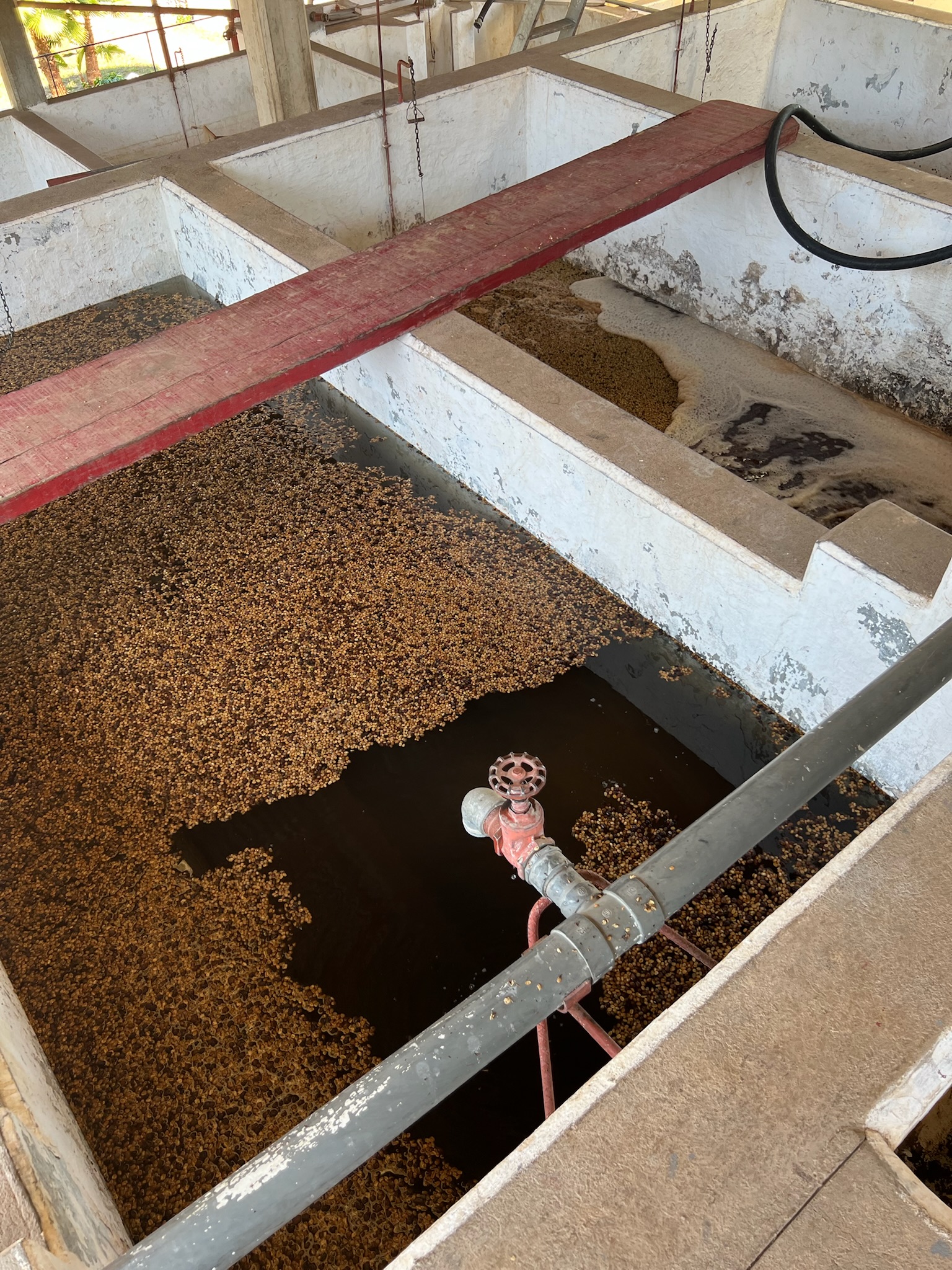 Wet mill processing at Finca Argelia